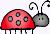 DJIMayladybug1c